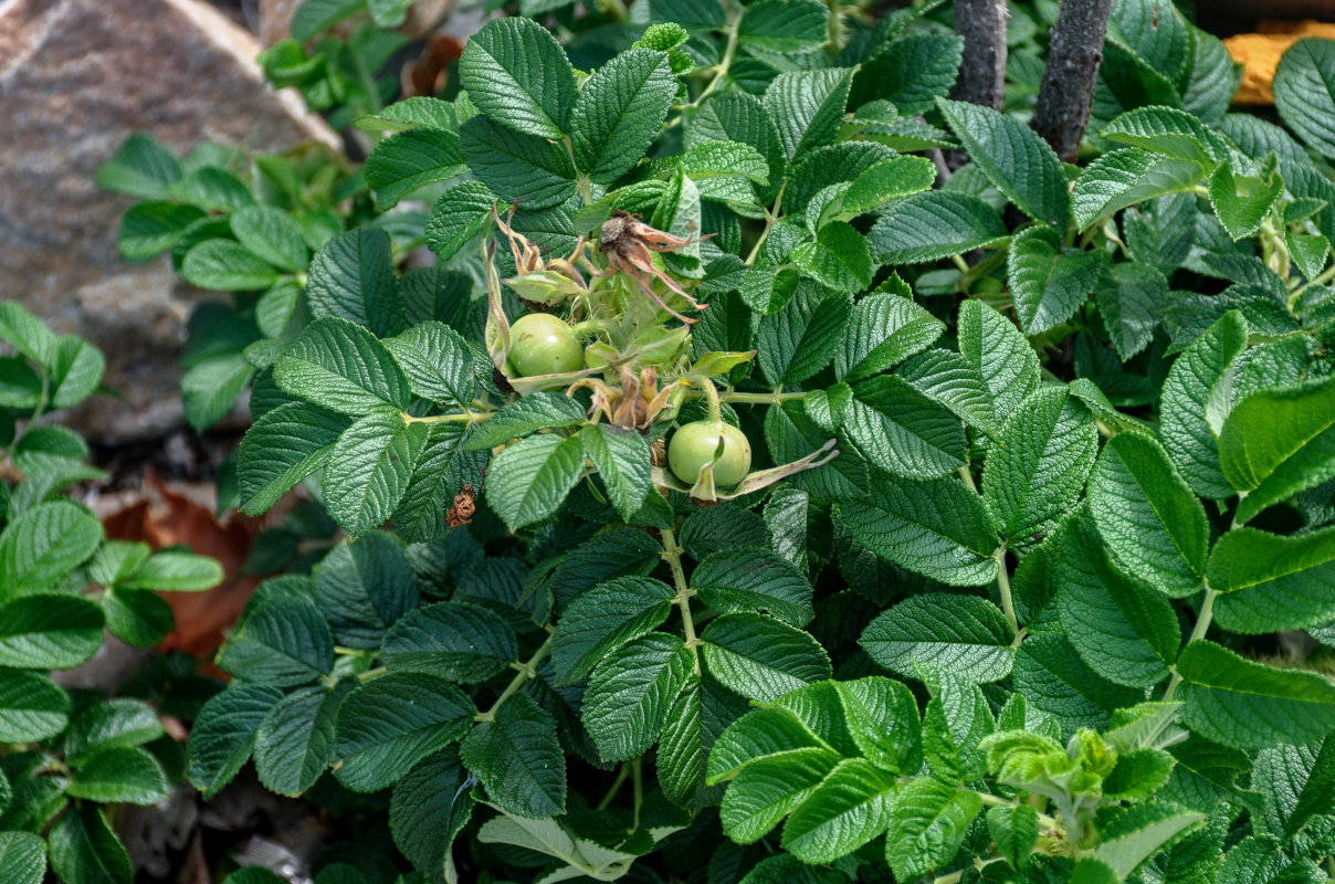 Image of Rosa rugosa specimen.