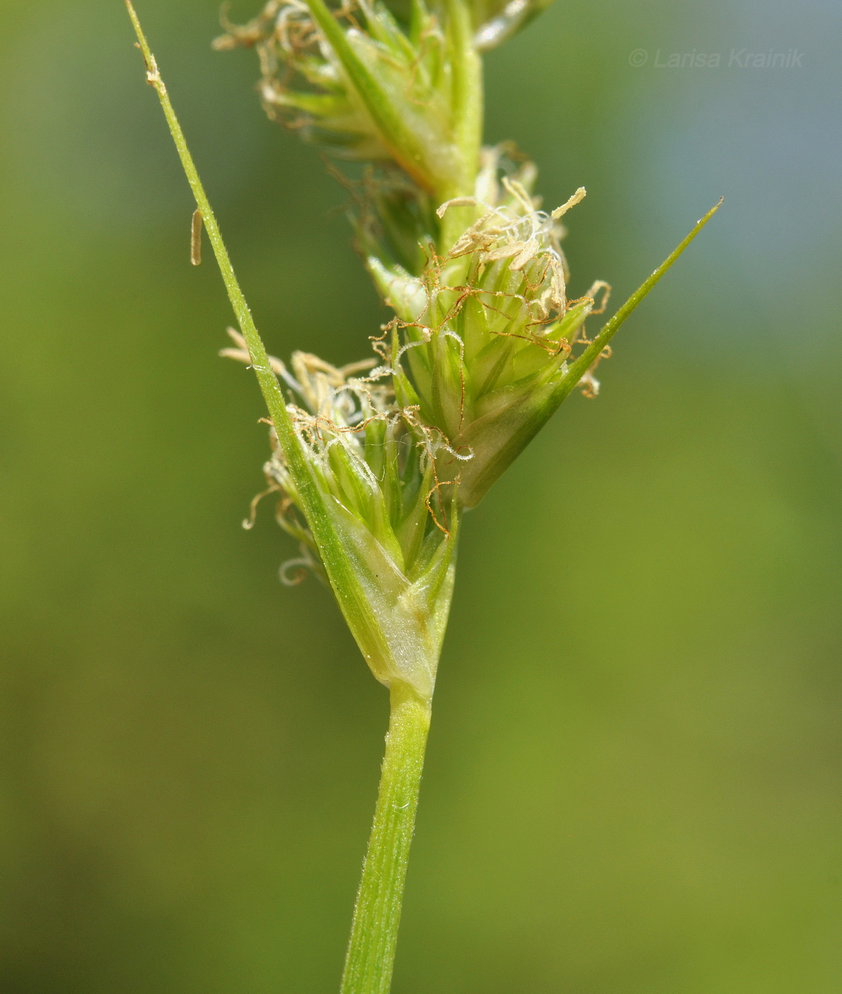Image of genus Carex specimen.