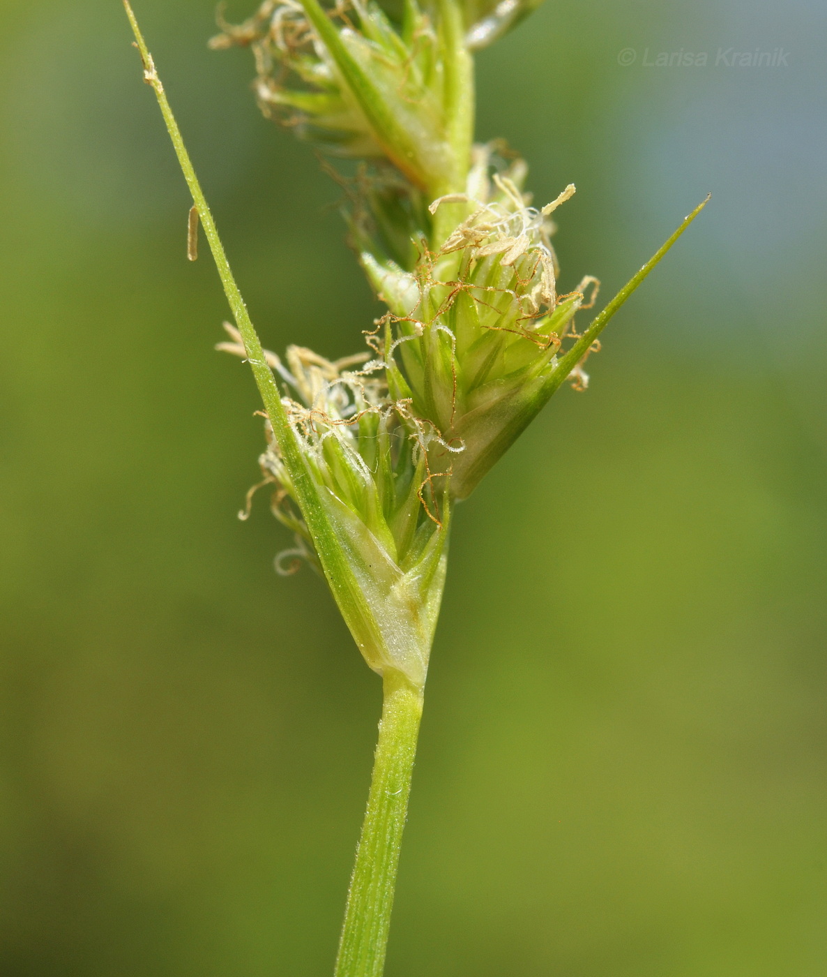 Изображение особи род Carex.