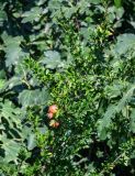 Punica granatum. Верхушка ветви с созревающими плодами. Дагестан, г. Дербент, в культуре. 30.07.2022.