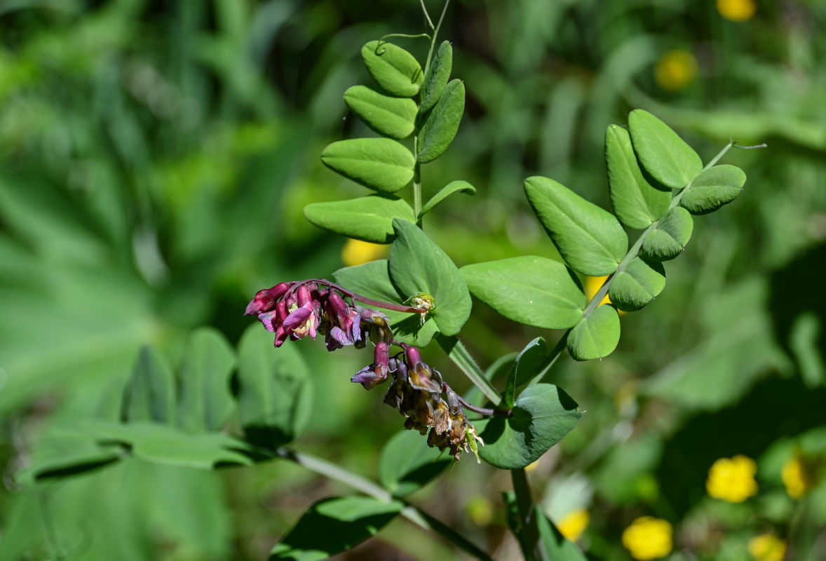 Image of Lathyrus pisiformis specimen.