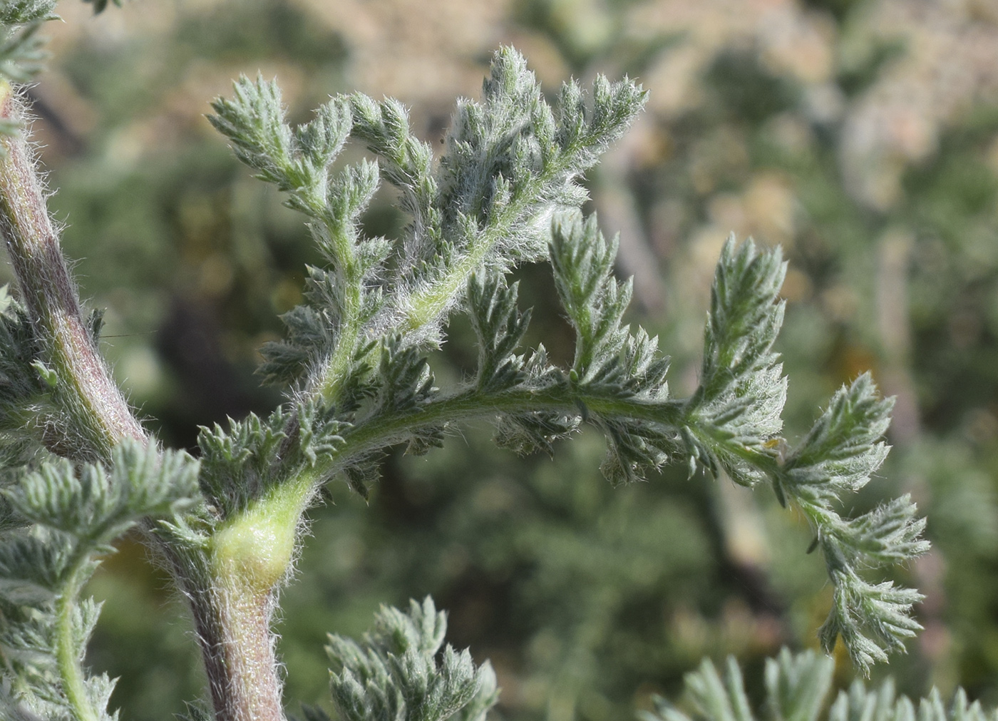 Image of Anacyclus clavatus specimen.