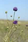 Dipsacus dipsacoides