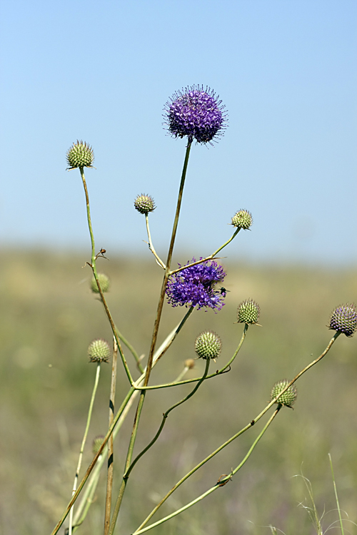 Изображение особи Dipsacus dipsacoides.