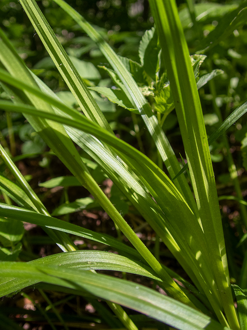 Изображение особи Carex sylvatica.