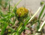 Taraxacum officinale. Аномальное соцветие. Московская обл., г. Орехово-Зуево, Парковский мкр., ул. Набережная, обочина тротуара. 26.05.2016.