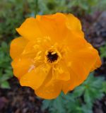 Trollius altaicus