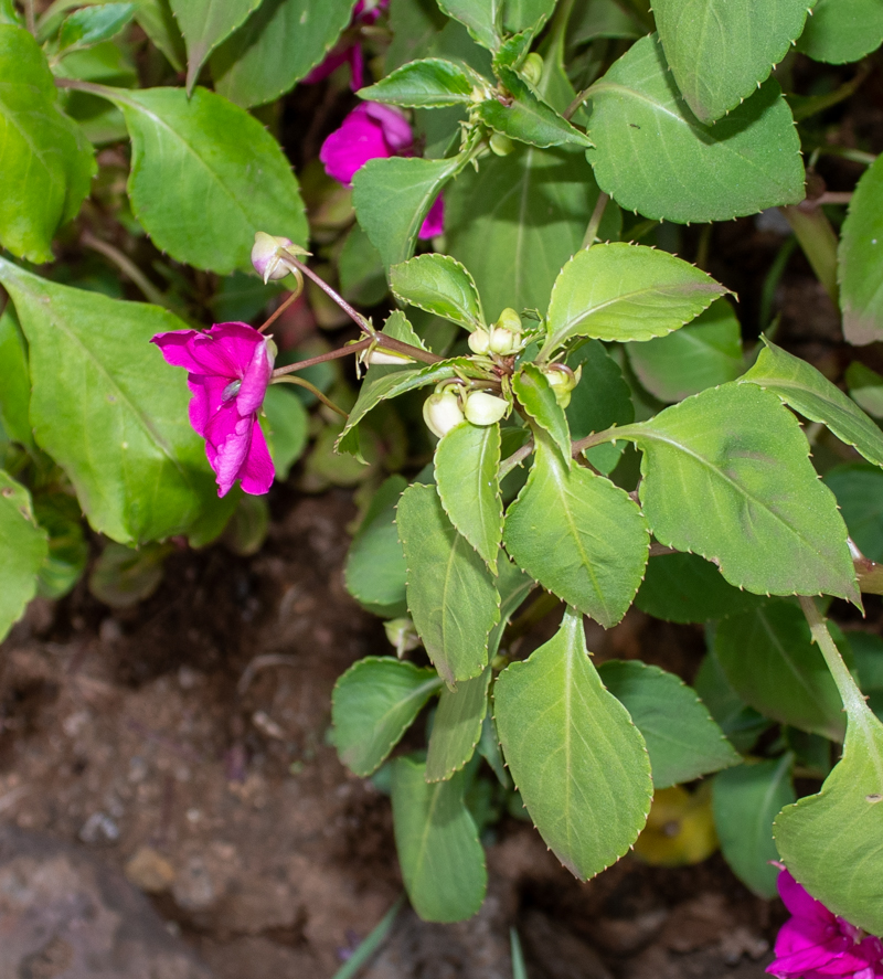 Изображение особи Impatiens walleriana.