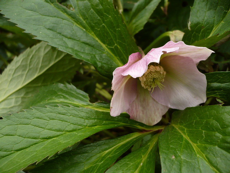 Image of Helleborus abchasicus specimen.