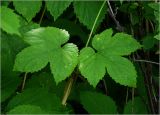 Humulus lupulus