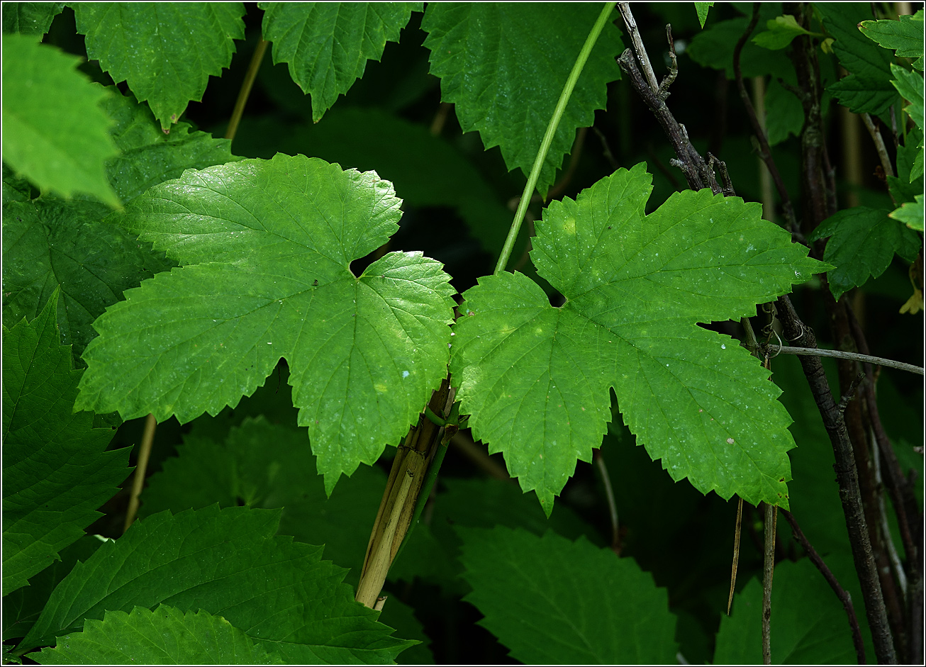 Image of Humulus lupulus specimen.