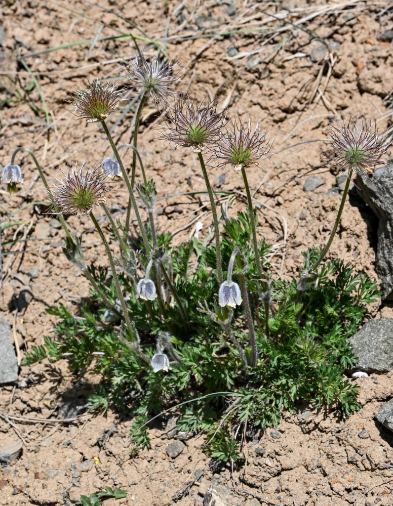 Изображение особи Pulsatilla campanella.