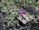 Vicia alpestris