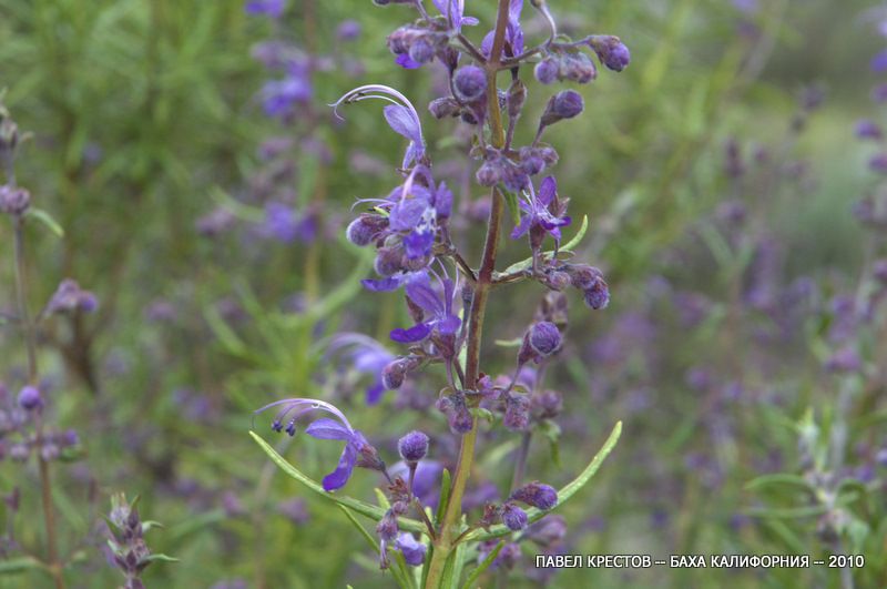 Изображение особи Trichostema parishii.