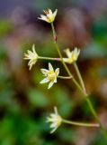 Zigadenus sibiricus