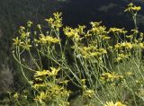 Senecio inaequidens