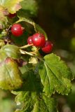 Ribes alpinum