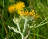 Inula britannica