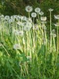 genus Taraxacum