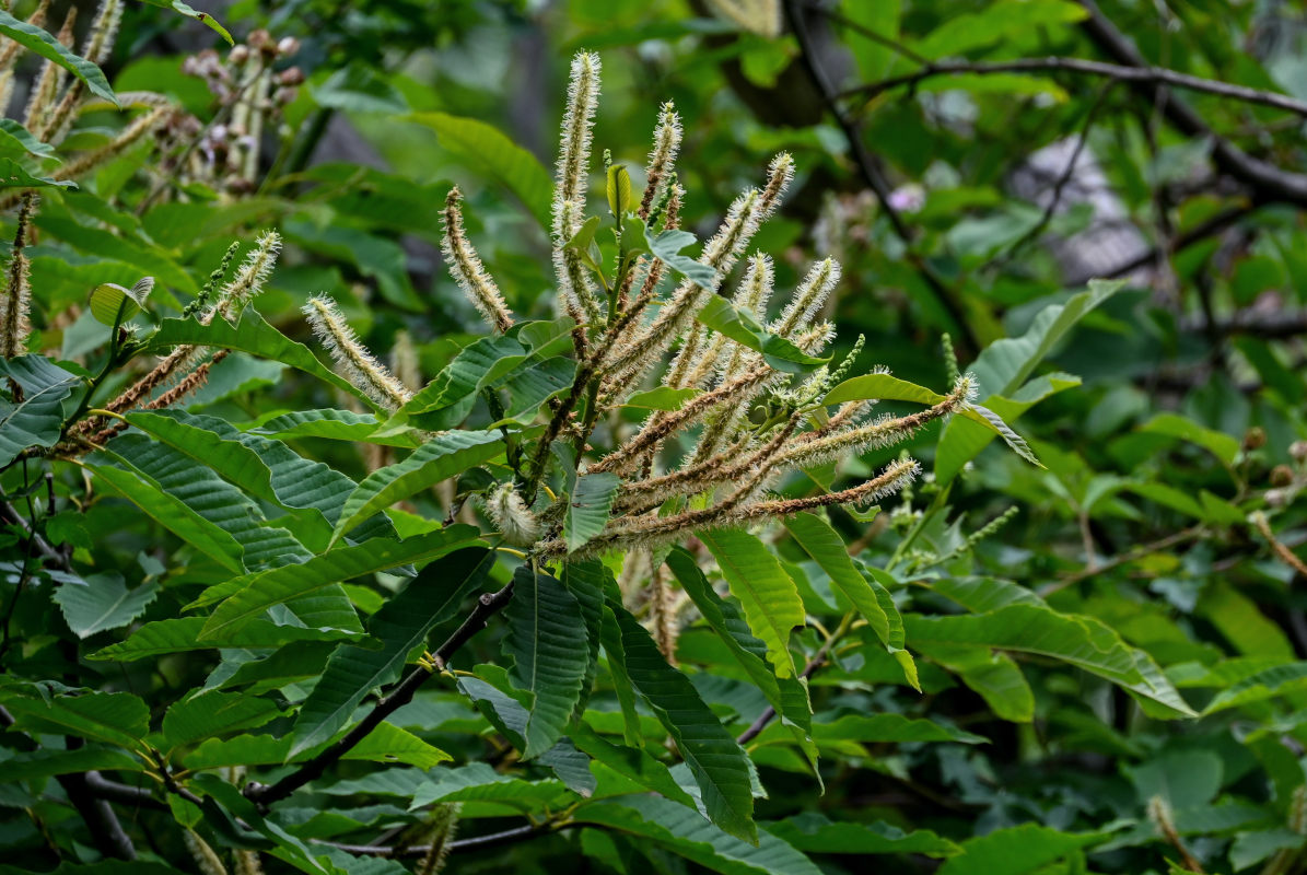 Image of Castanea sativa specimen.