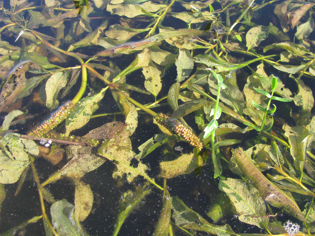 Image of Potamogeton lucens specimen.