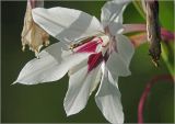 Gladiolus murielae