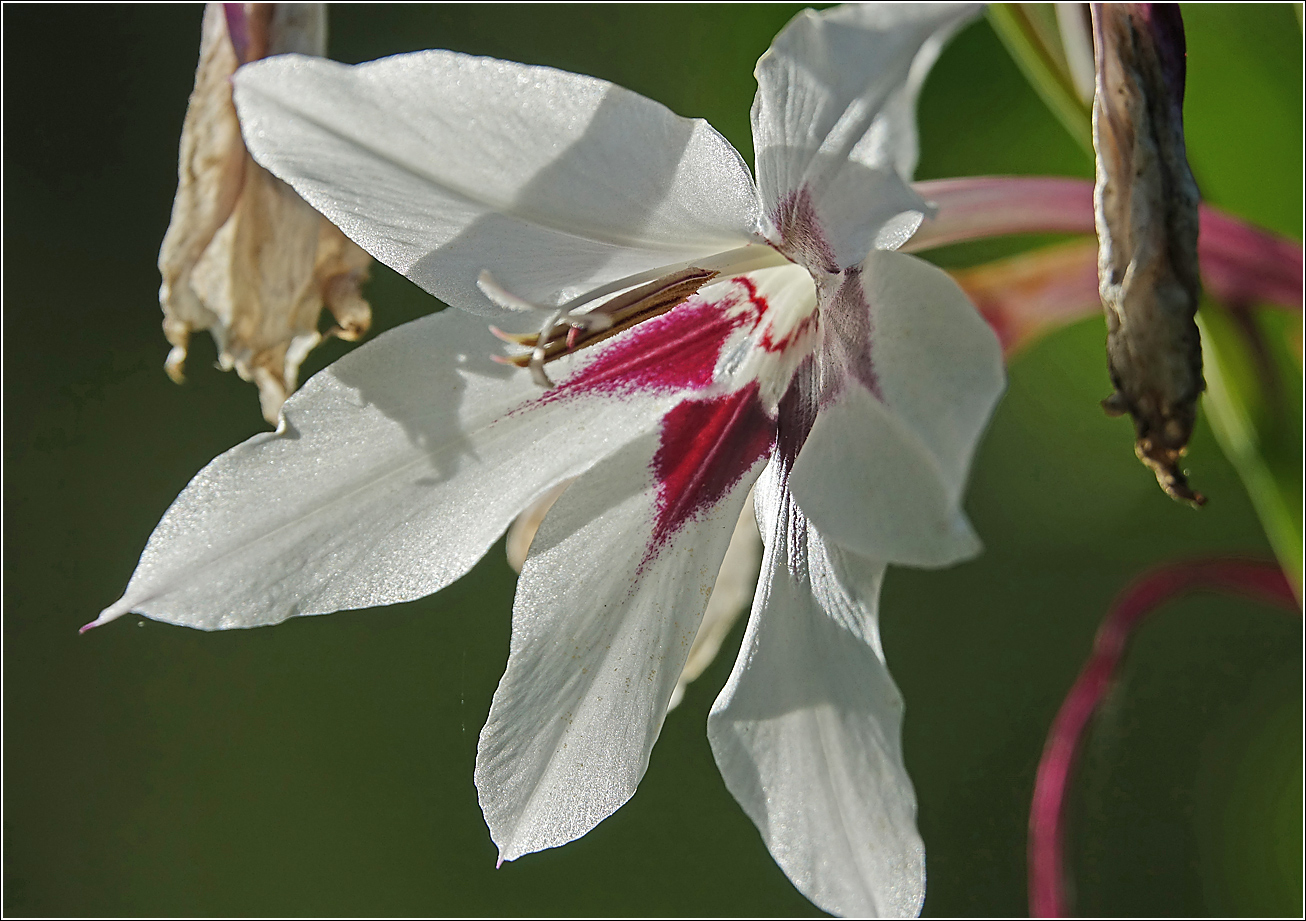 Image of Gladiolus murielae specimen.