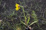 Arnica iljinii. Цветущее растение в сообществе с Equisetum. Красноярский край, Таймырский Долгано-Ненецкий р-н, плато Путорана, устье р. Кутарамакан, песчаный пляж. 23.07.2023.