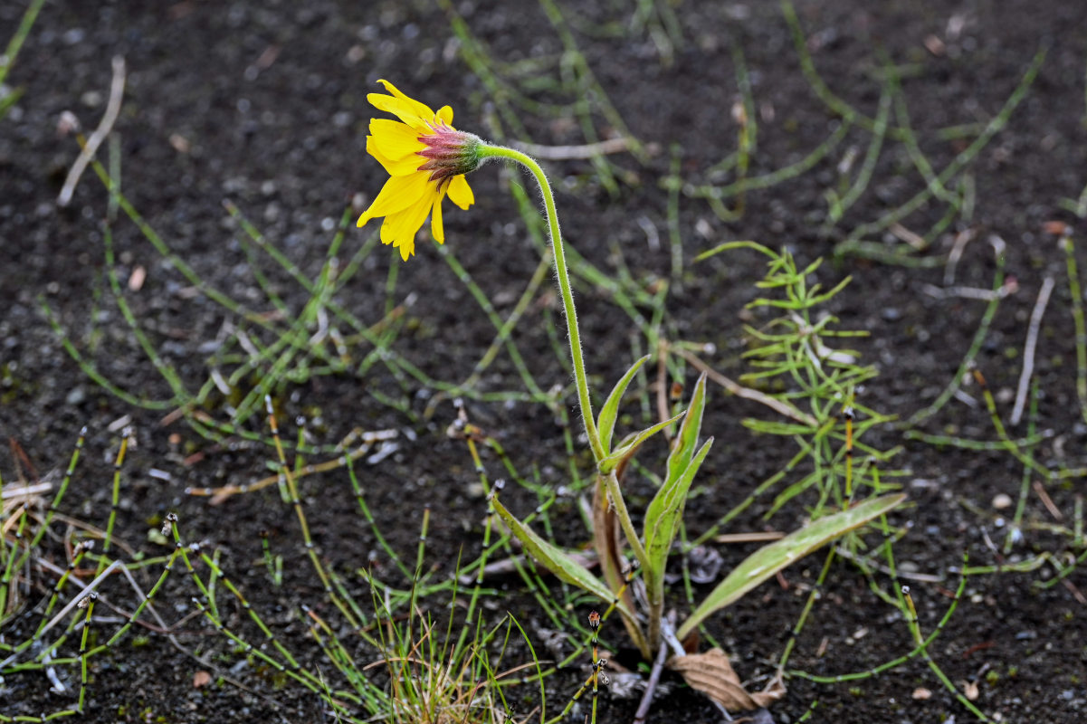 Изображение особи Arnica iljinii.