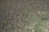 Cynodon dactylon. Вегетирующее растение. Чечня, Шаройский р-н, долина р. Цесиахк, окр. селения Цеси. 11 августа 2023 г.