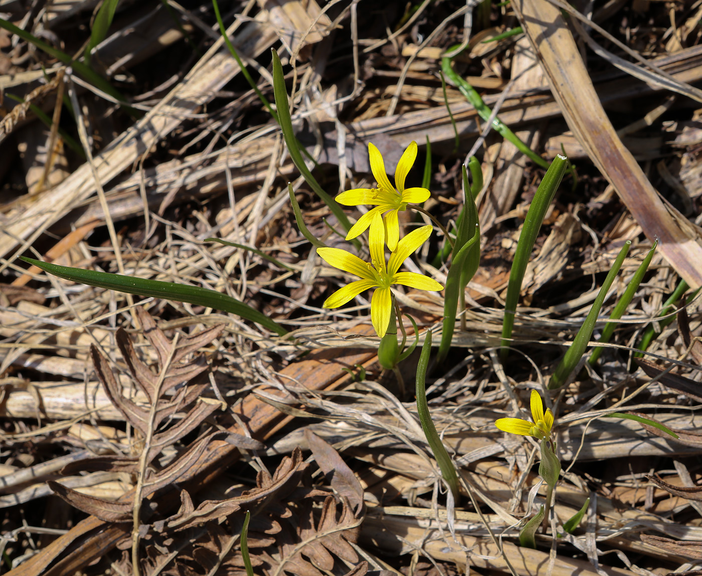 Image of genus Gagea specimen.