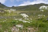 Heracleum apiifolium. Верхушка растения с соцветиями. Карачаево-Черкесия, Урупский р-н, хр. Загедан, долина Ацгарских озёр, ≈ 2500 м н.у.м., морена, альпийский луг. 09.08.2023.