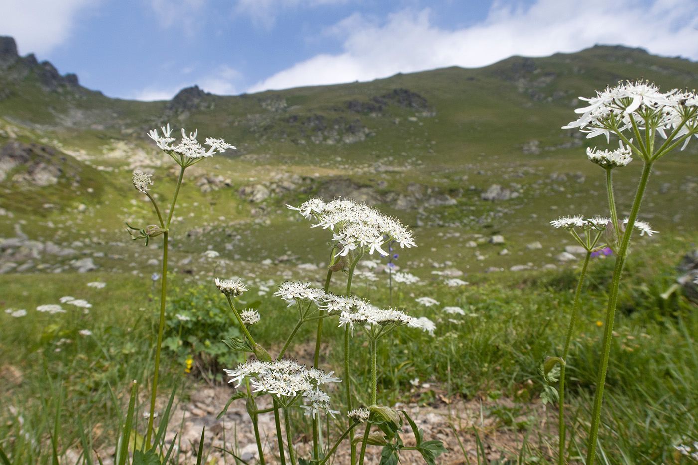 Image of Heracleum apiifolium specimen.