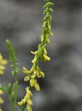 Melilotus officinalis. Часть соцветия с личинкой насекомого. Чечня, Шаройский р-н, левый берег р. Шароаргун, напротив правого притока, на котором находится ур. Кенсой, обочина дороги. 12 августа 2023 г.