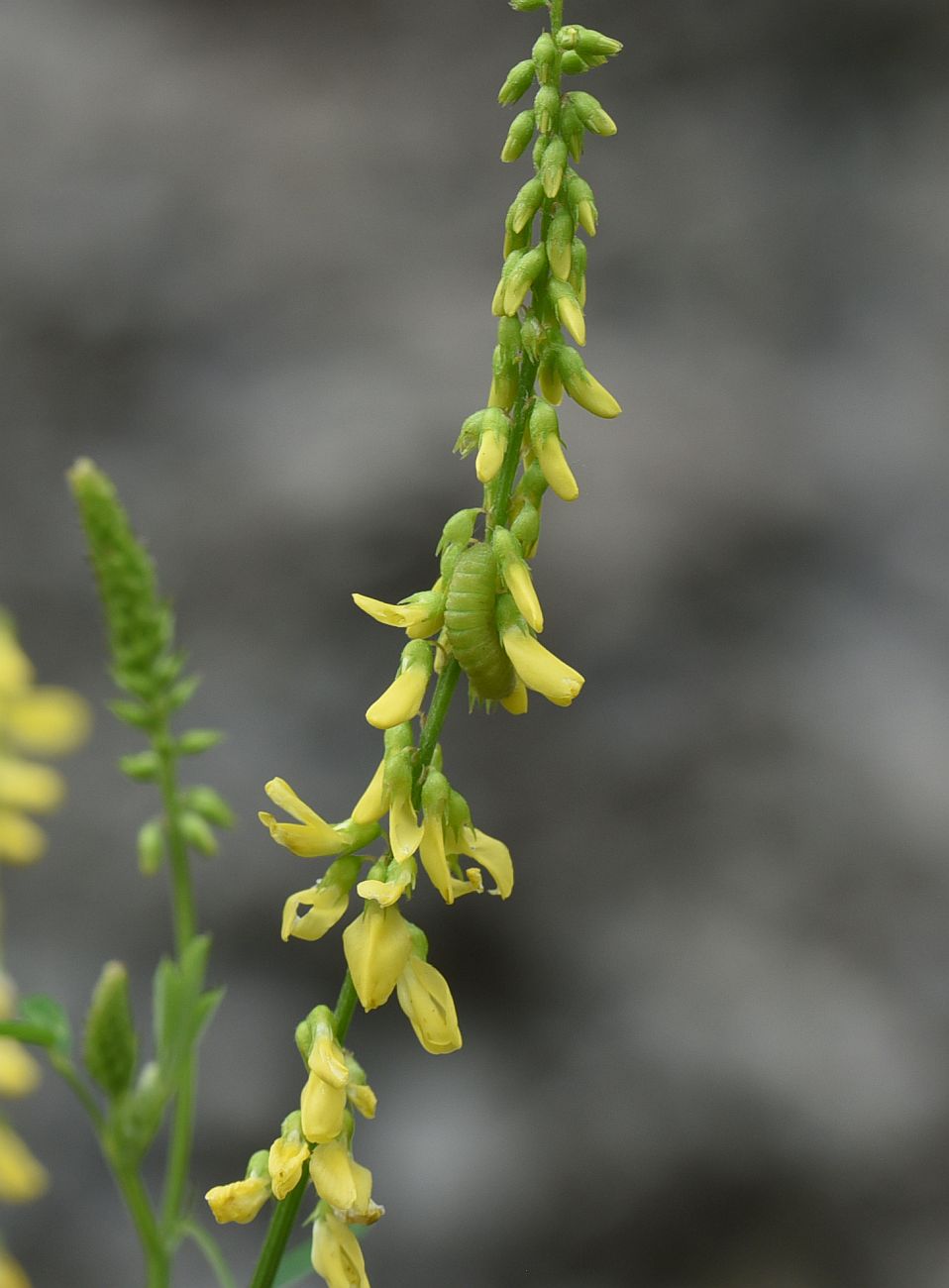 Image of Melilotus officinalis specimen.