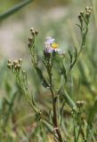 Tripolium pannonicum