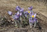 Pulsatilla taurica. Цветущие растения. Крым, предгорье, г. Мангуп-Кале, луговина. 10.03.2024.