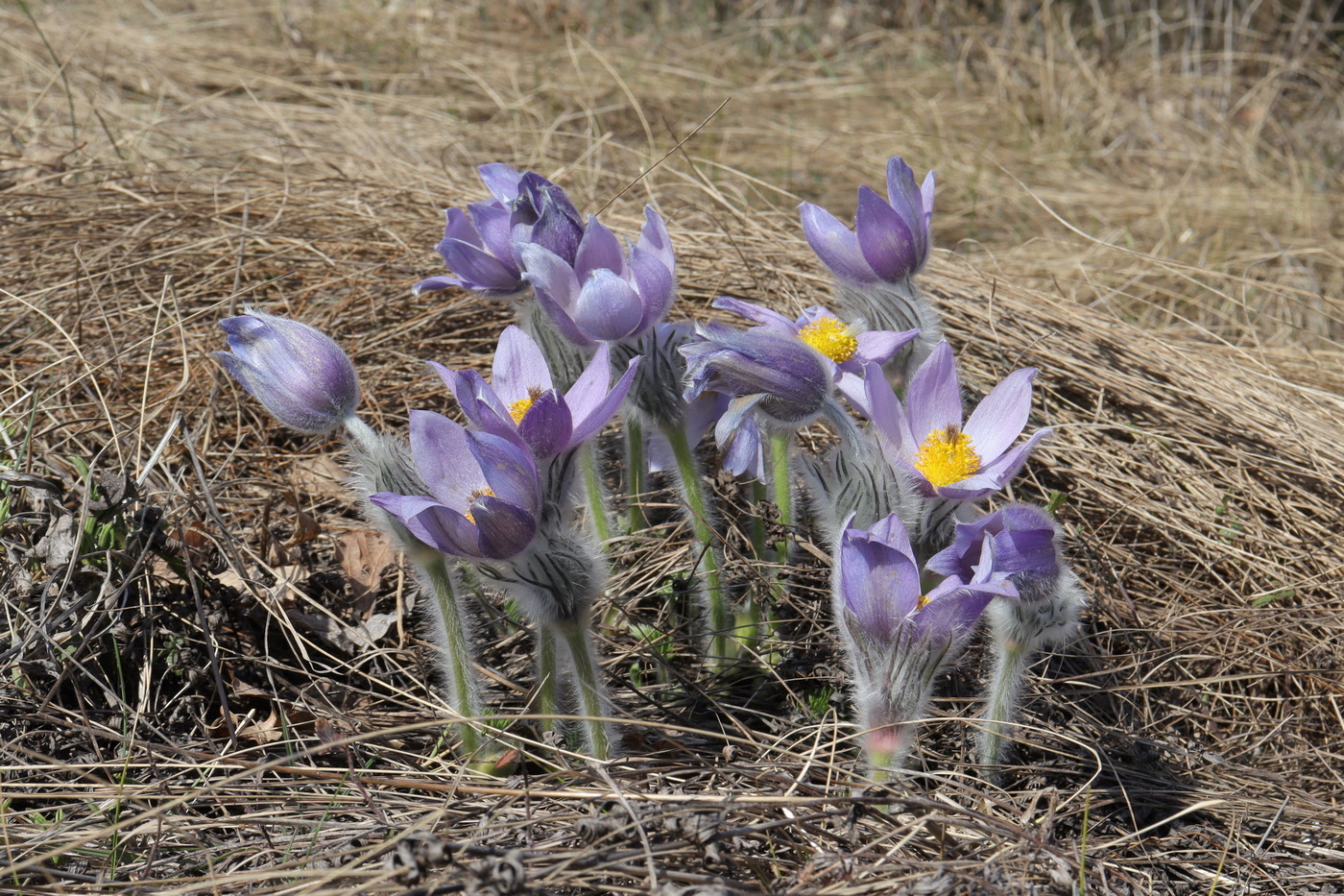 Изображение особи Pulsatilla taurica.