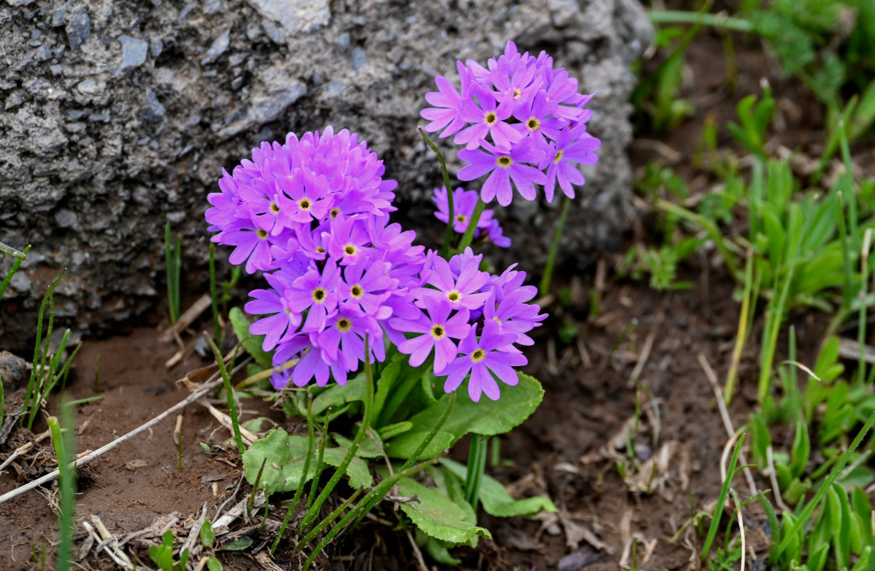 Image of Primula algida specimen.