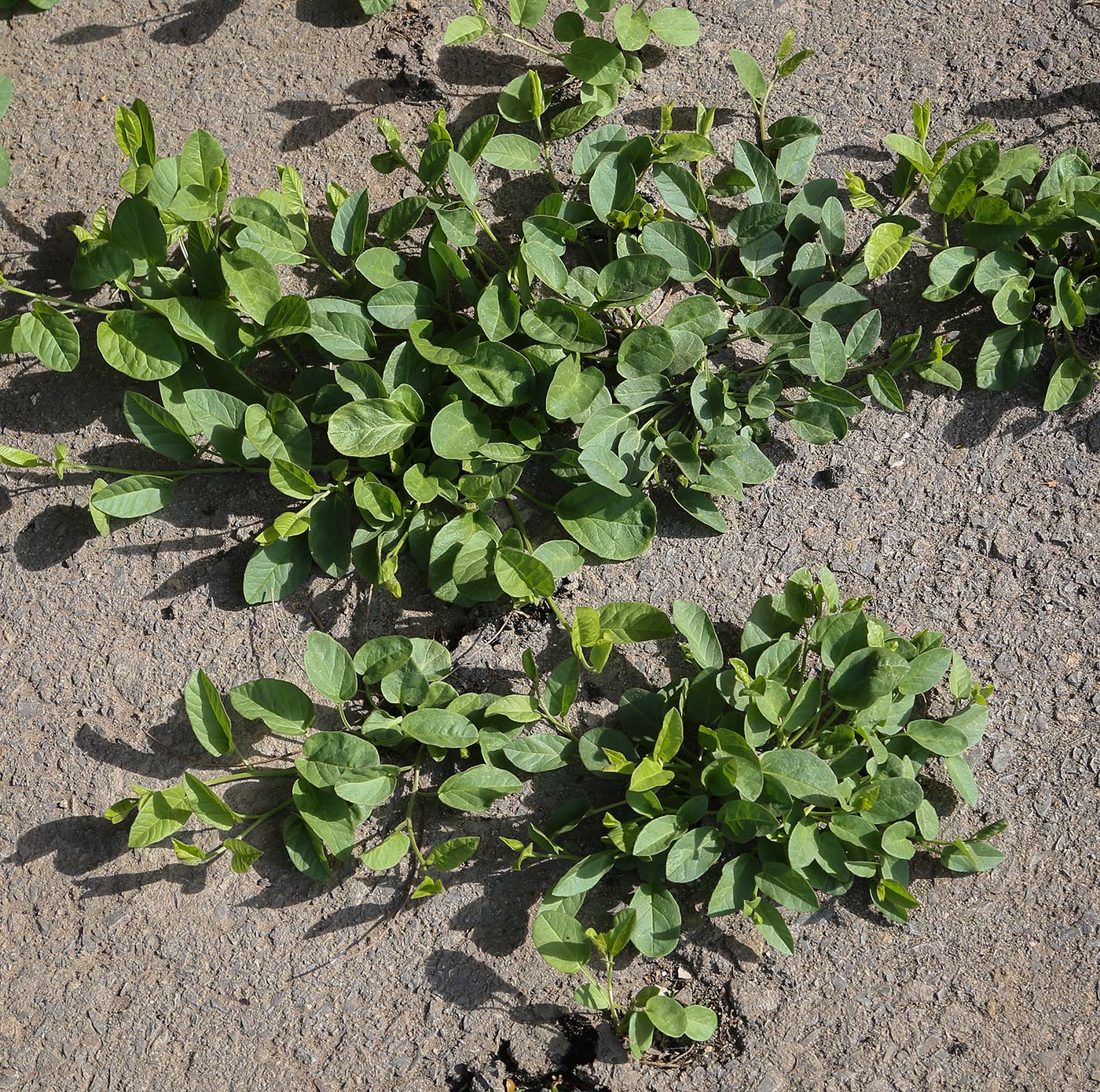 Image of Convolvulus arvensis specimen.