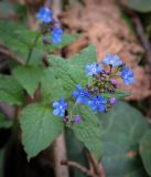 Brunnera macrophylla. Соцветие. Абхазия, Рицинский реликтовый национальный парк, северный берег оз. Рица, ≈ 900 м н.у.м., широколиственный лес. 13.04.2024.