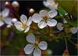 Cerasus vulgaris. Цветки. Московская обл., Раменский р-н, окр. дер. Хрипань, садовый участок. 17.05.2024.