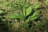 Succisa pratensis