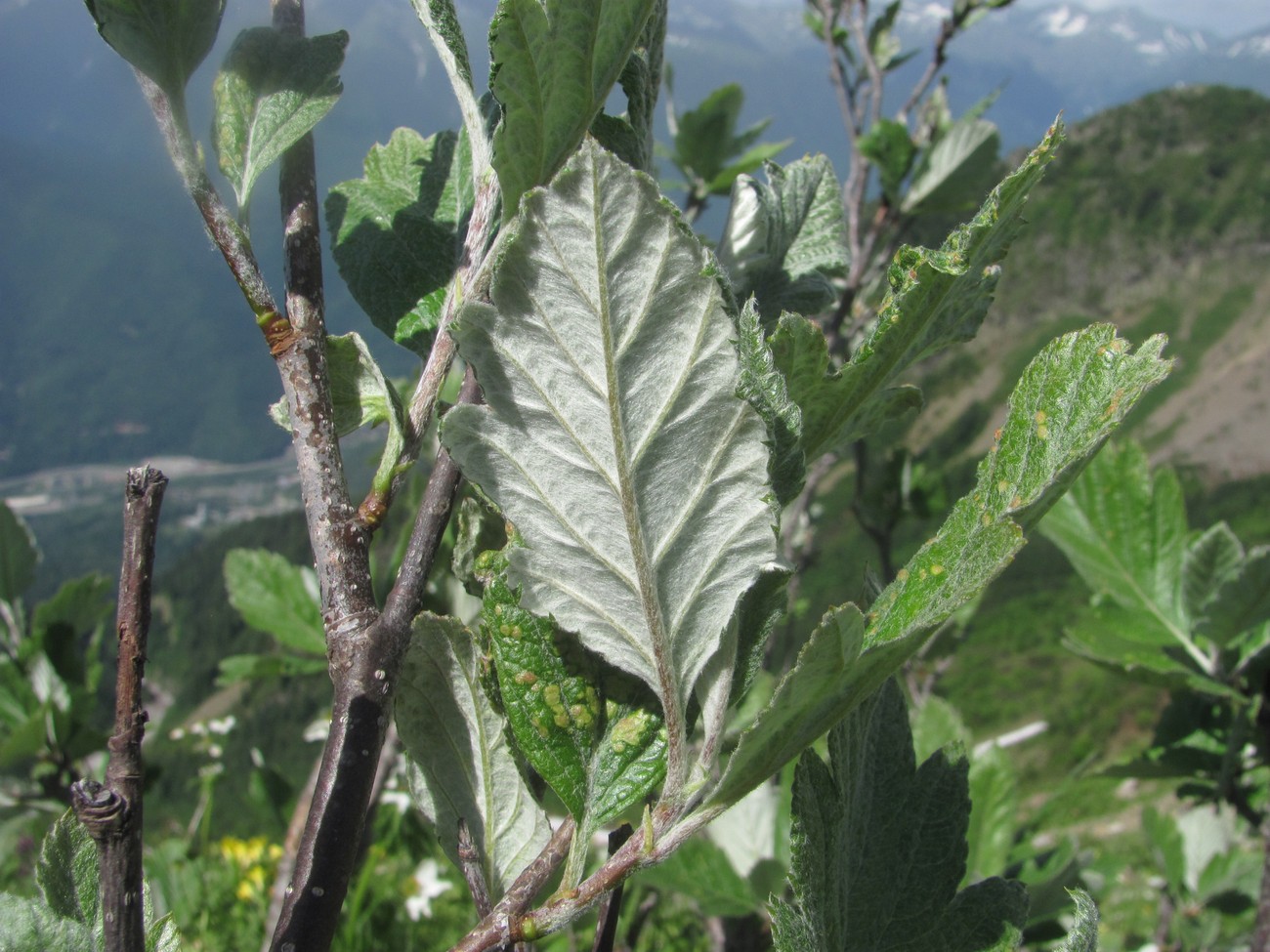 Image of genus Sorbus specimen.