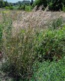 семейство Poaceae