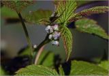 Rubus idaeus. Бутоны и листья на верхушке побега (в росе). Московская обл., Раменский р-н, окр. дер. Хрипань, садовый участок. 05.06.2024.