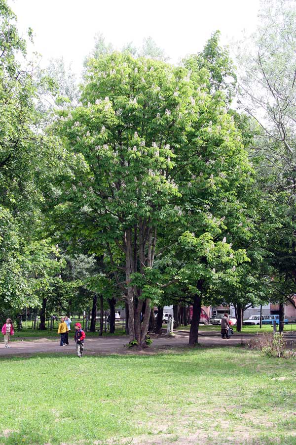 Изображение особи Aesculus hippocastanum.