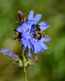 Cichorium intybus