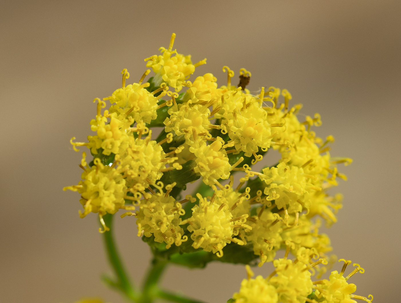 Image of Delairea odorata specimen.