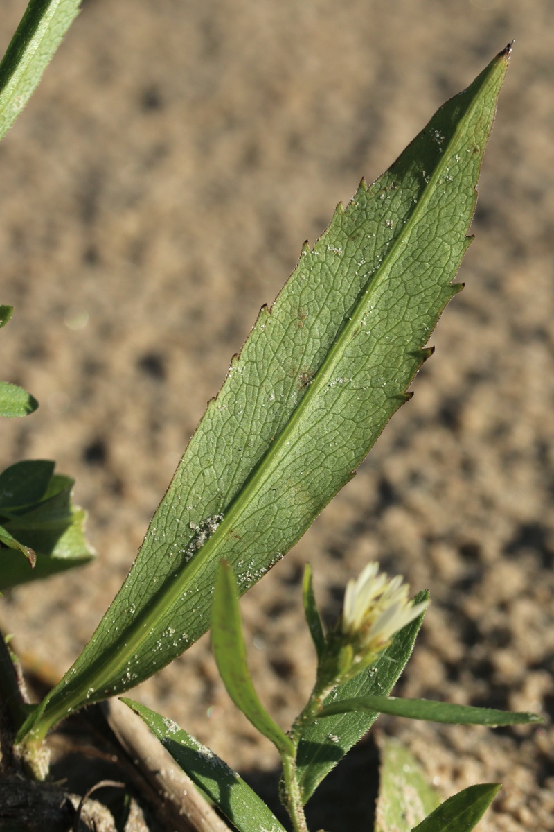 Image of Symphyotrichum × salignum specimen.